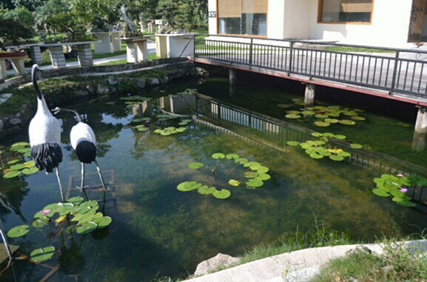 鱼池中种植水生植物水质处理的图片