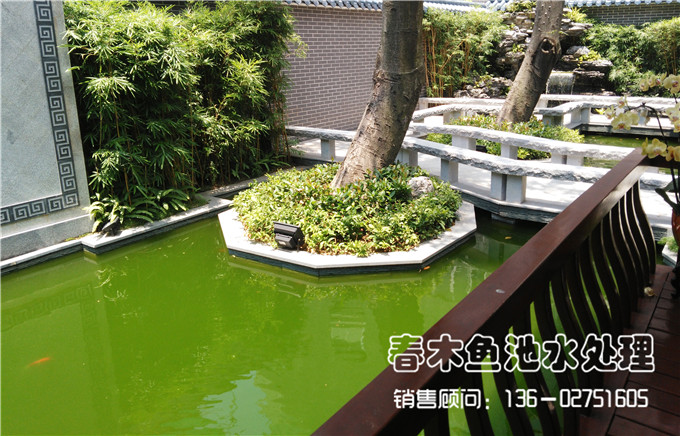 使用鱼池杀菌灯之前鱼池水发绿的图片