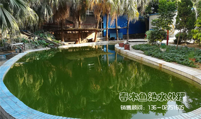 鱼池水发绿的图片