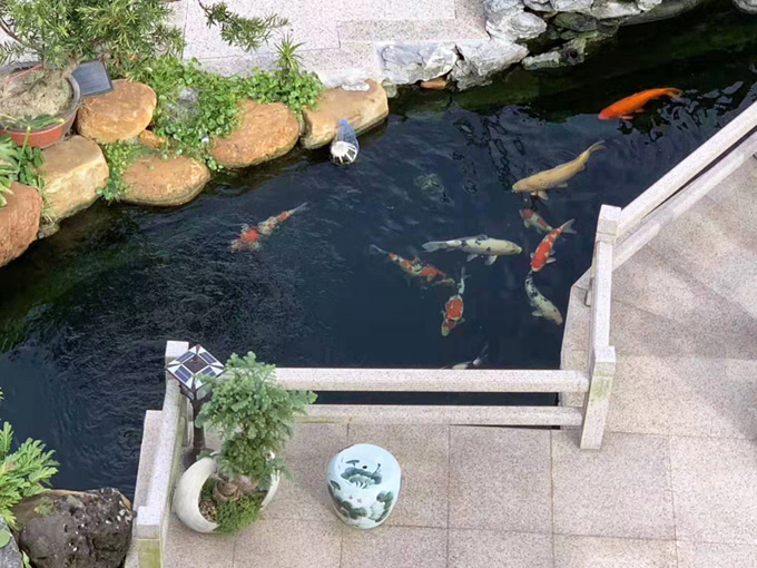 庭院鱼池改造后鱼池水质稳定的图片1