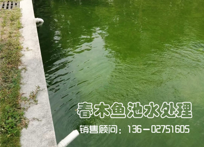 佛山顺德陈村某公司鱼池改造案例图片9