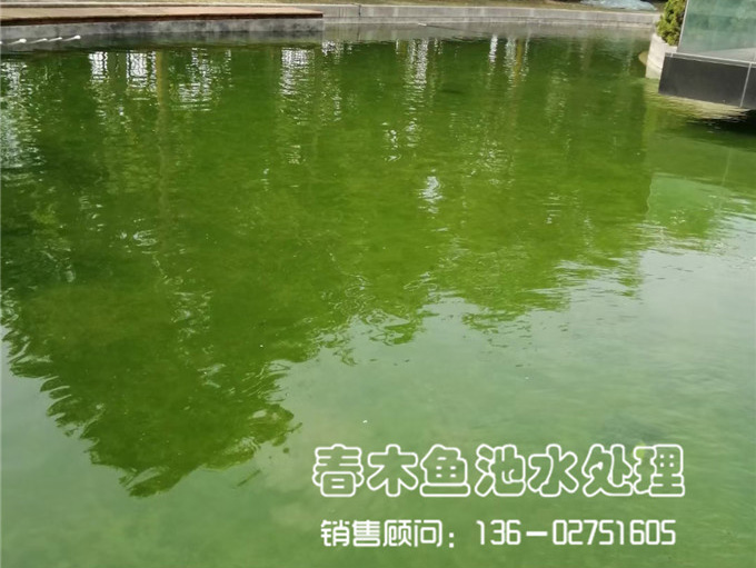 佛山顺德陈村某公司鱼池改造案例图片10
